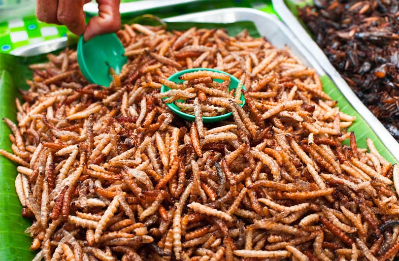 Thailand Fried Worms
